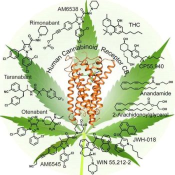 leaf-endocannabinoid